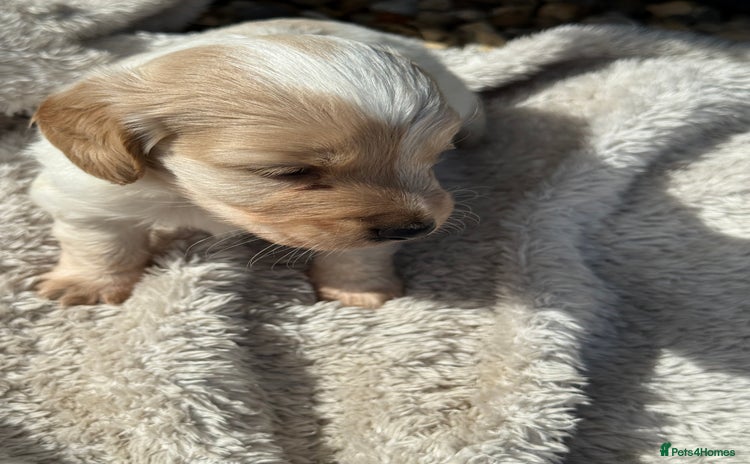 Mixed Breed dogs - Advert 1