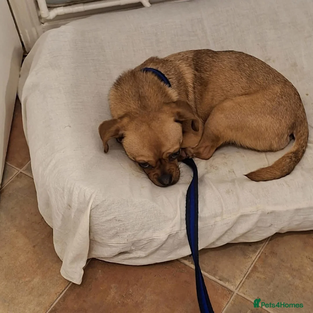 Mixed Breed dogs for adoption: Searcher - Fakenham Norfolk  - Advert 5