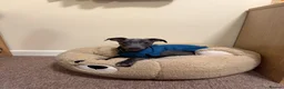 Whippet dogs for sale: male whippet in Salisbury - Advert 4