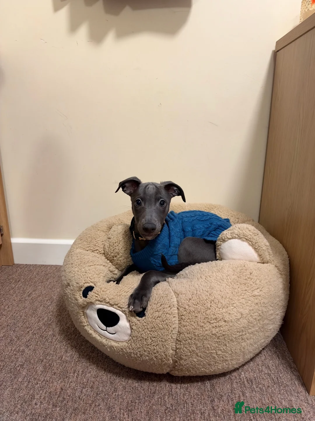 Whippet dogs for sale: male whippet in Salisbury - Advert 4