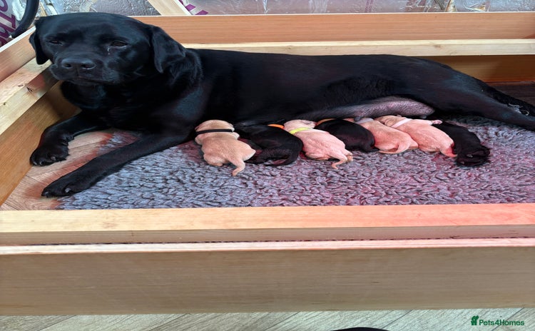 Labrador Retriever dogs Labrador puppies - Advert 1