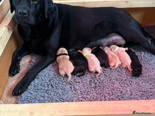 Labrador Retriever dogs Labrador puppies - Advert 16