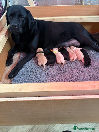 Labrador Retriever dogs Labrador puppies - Advert 2