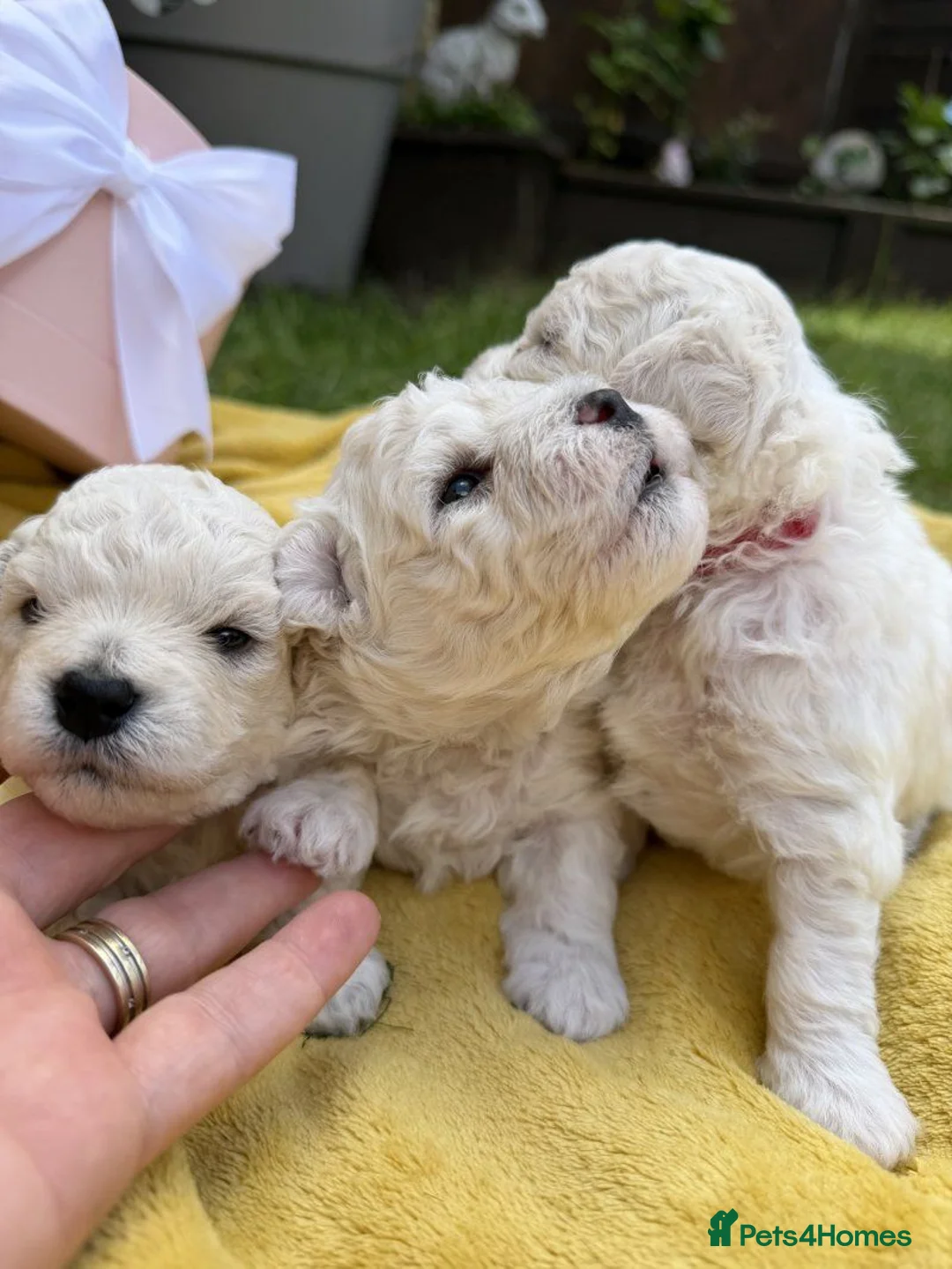 Bichon Frise dogs for sale: ⭐️Gorgeous Bichon Frise Puppies Available ⭐️ in Glasgow - Advert 9