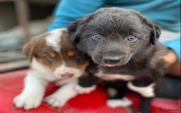 Welsh Collie dogs for sale: Welsh Collie Puppies  - Image 6