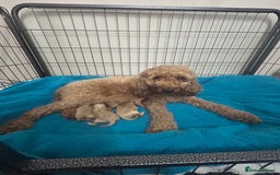 Cockapoo dogs for sale: Beautiful small  cockapoo puppies  - Image 23