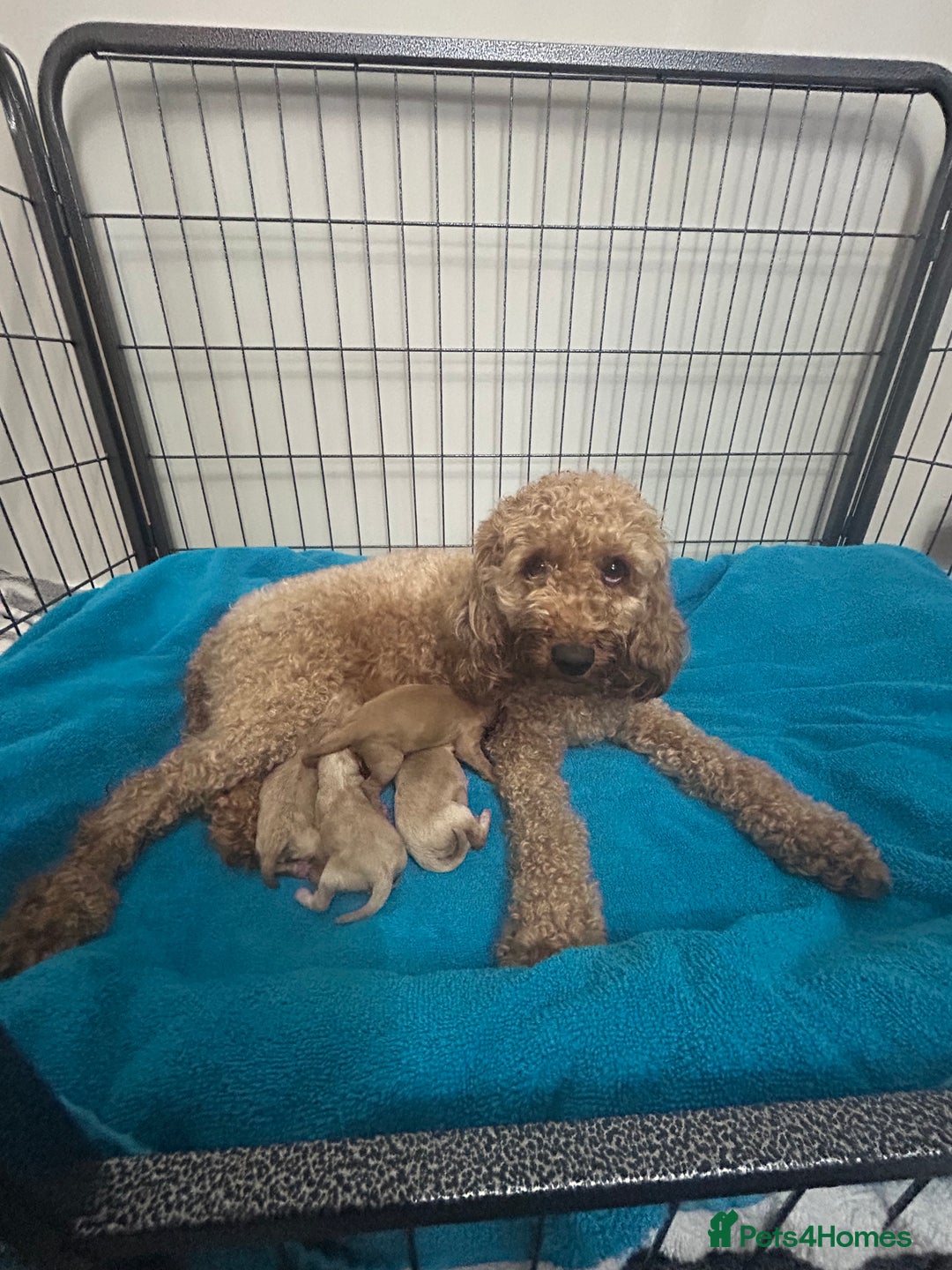 Cockapoo dogs for sale: Beautiful small  cockapoo puppies  - Image 23
