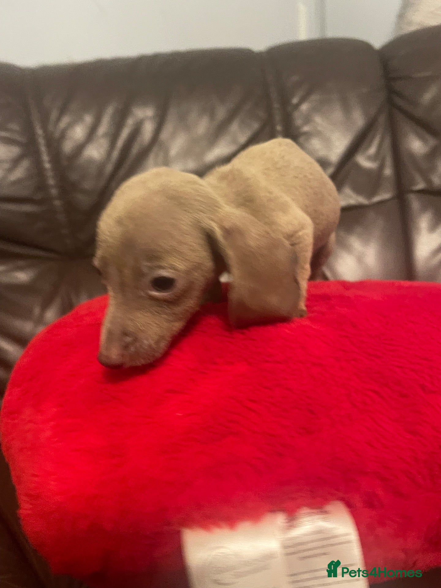 Miniature Dachshund dogs Miniature dachshund Isabella  - Advert 2