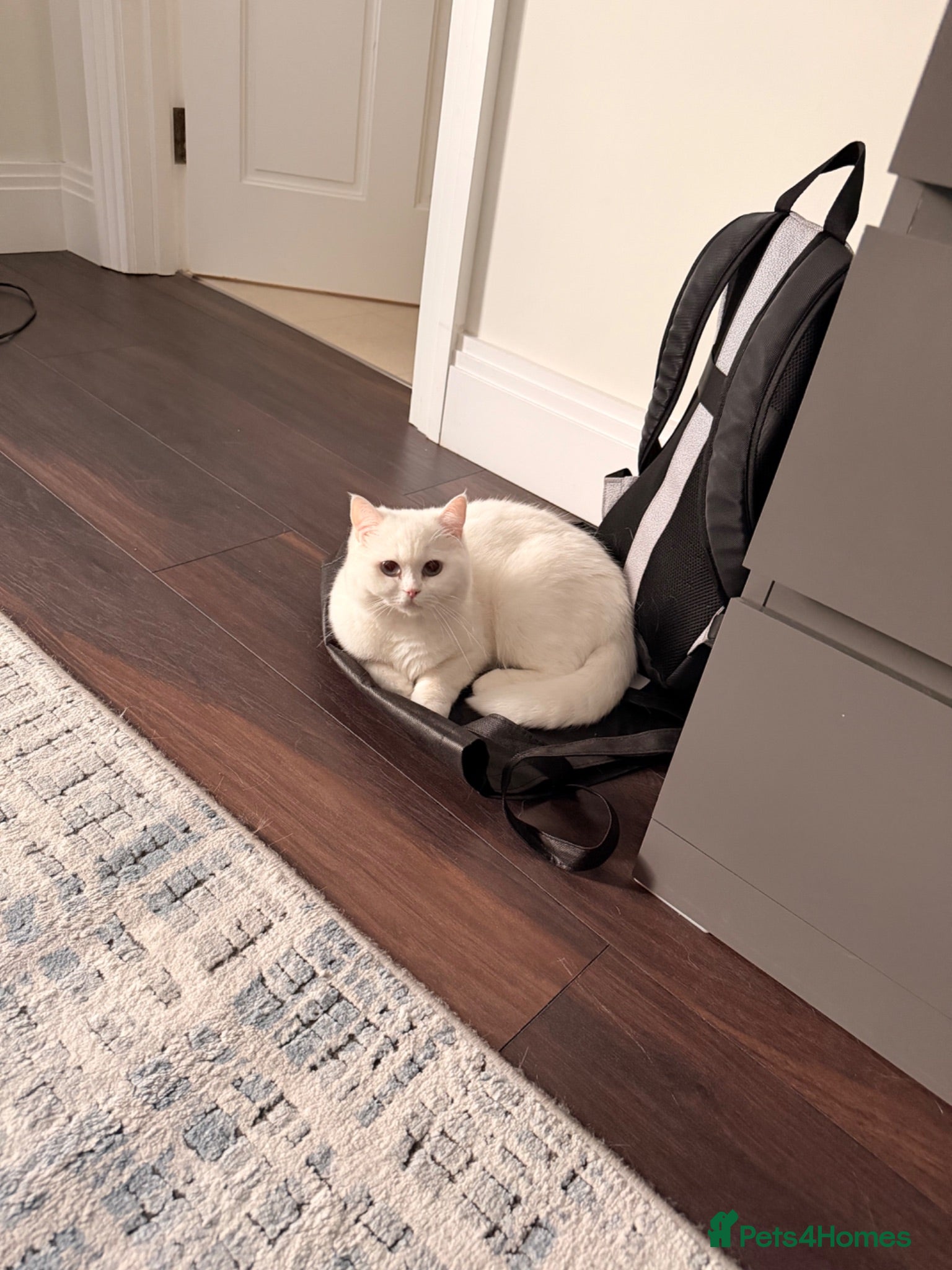 British Shorthair cats Luna is ready for a new home - Advert 2