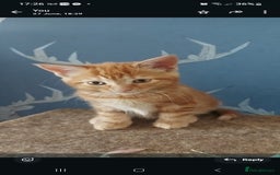 Bengal cats for sale: Bengal cross female rare ginger  - Image 4