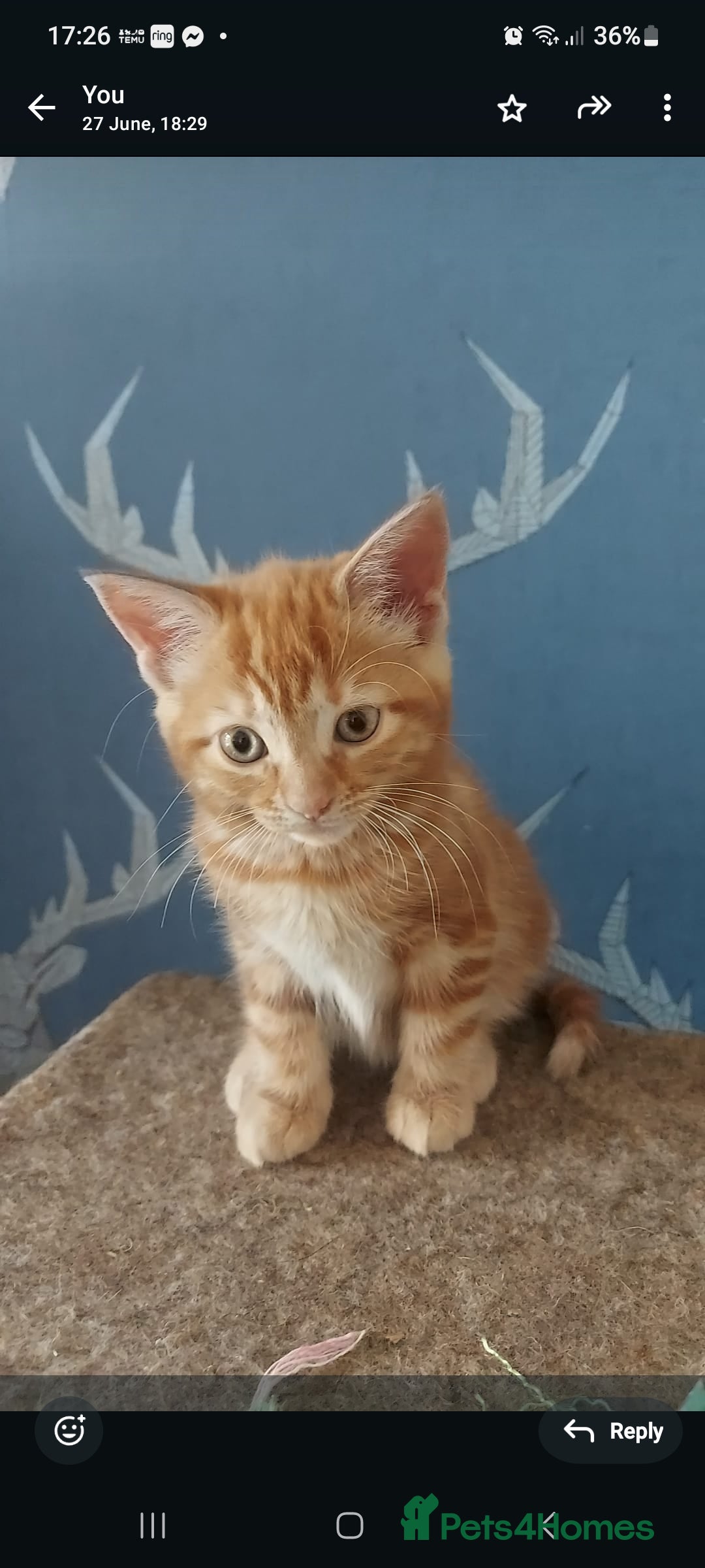 Bengal cats for sale: Bengal cross female rare ginger  - Image 4
