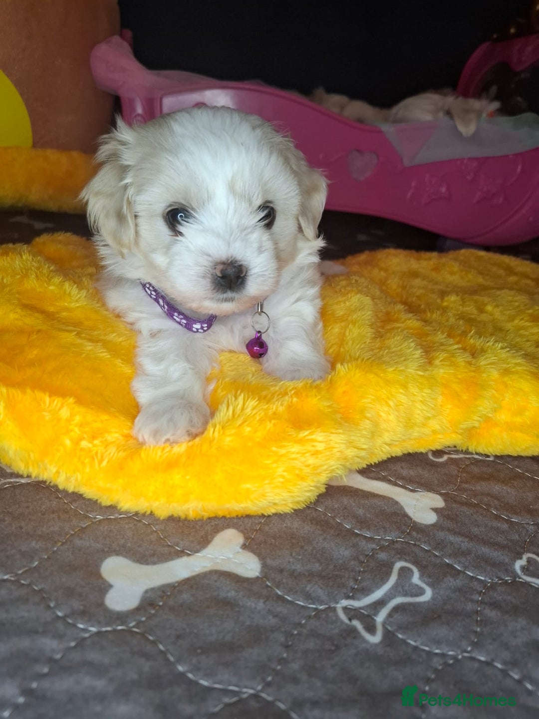 Bichon Frise dogs for sale: Bichon Frise  - Image 12