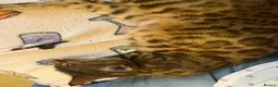 Mixed Breed cats for sale: Bengal x kittens  - Advert 2