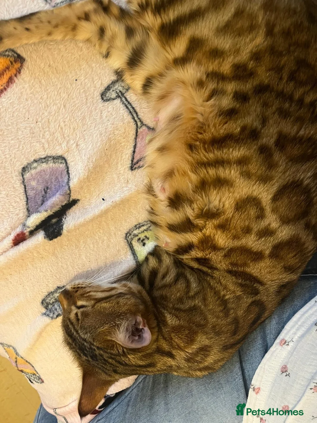 Mixed Breed cats for sale: Bengal x kittens  - Advert 2