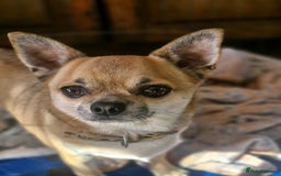 Chihuahua dogs for sale: Chihuahuas for rehoming  - Advert 1