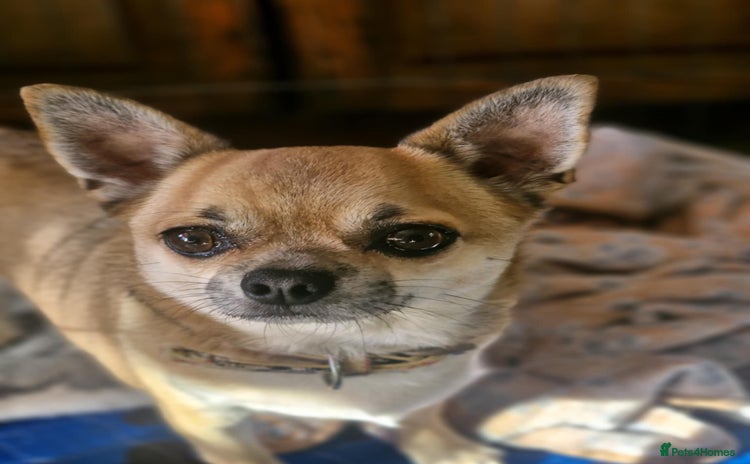 Chihuahua dogs Chihuahuas for rehoming  - Advert 6