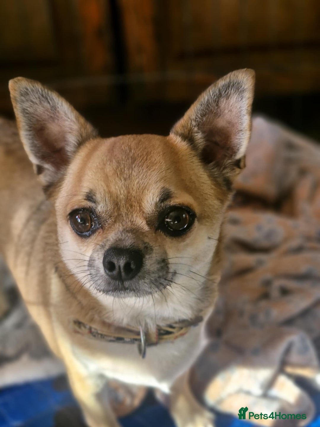 Chihuahua dogs for sale: Chihuahuas for rehoming  - Advert 1