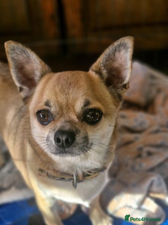 Chihuahua dogs Chihuahuas for rehoming - Advert 1
