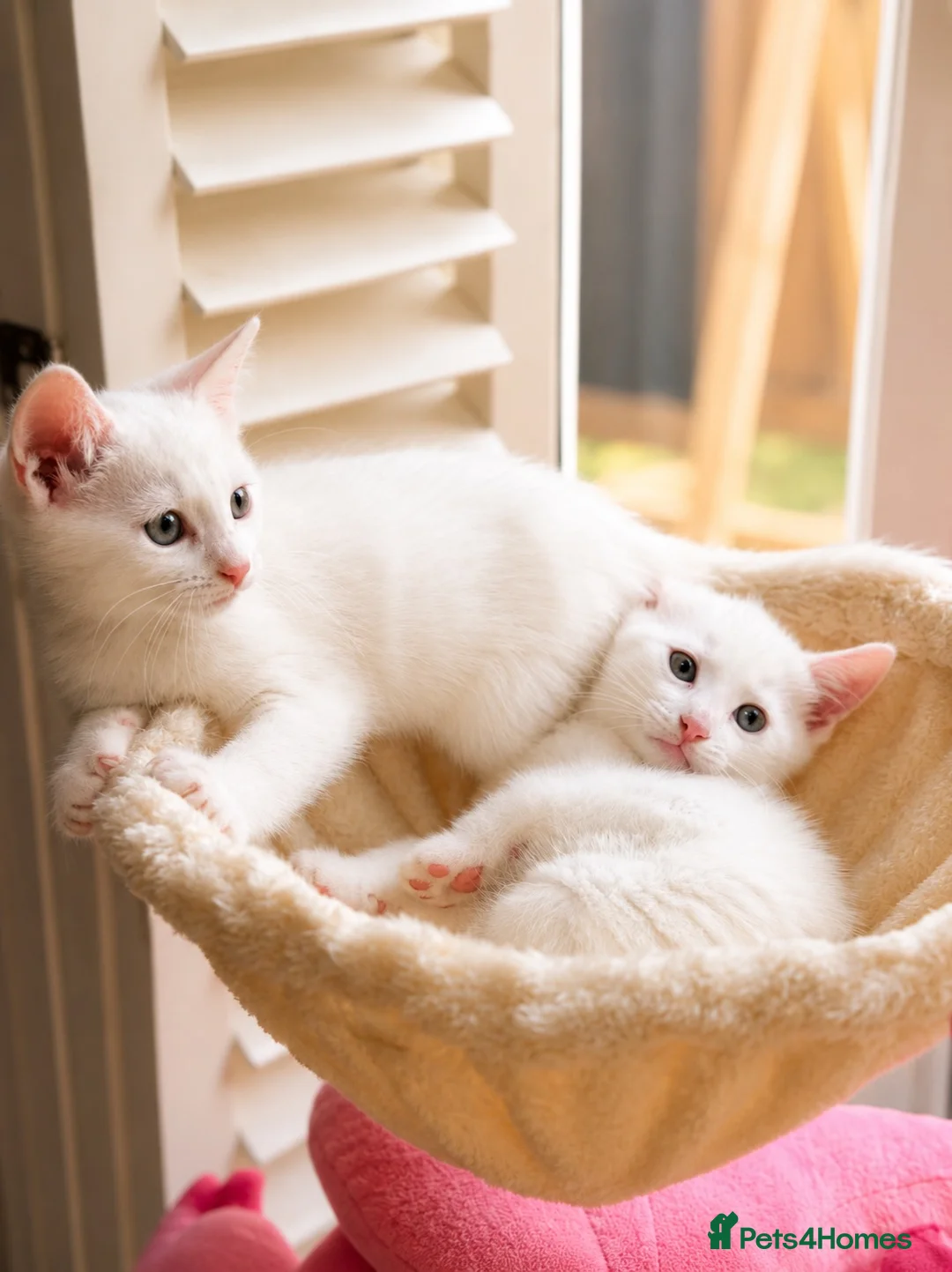Mixed Breed cats for sale: 2 Beautiful Russian White Cross Female Kittens  in Barton-upon-Humber - Advert 1