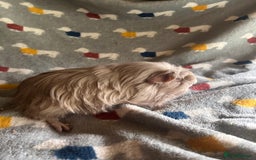 Guinea Pig rodents for sale: Lovely Teddy and Coronet baby Guinea pigs - Image 10