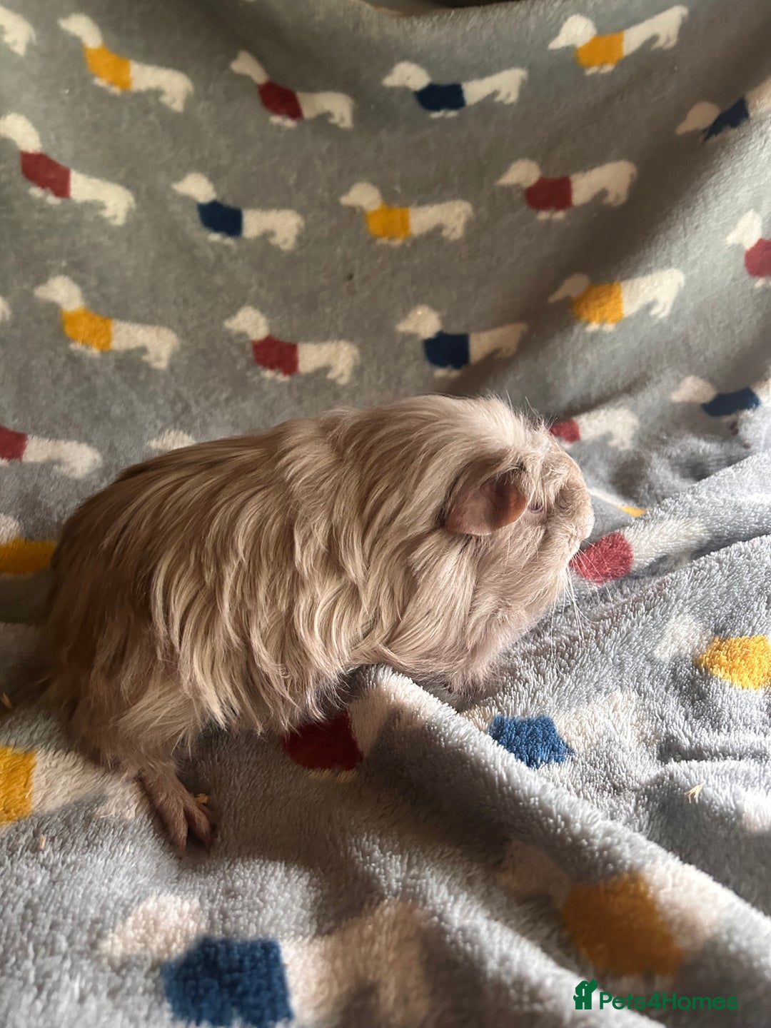 Guinea Pig rodents for sale: Lovely Teddy and Coronet baby Guinea pigs - Image 10