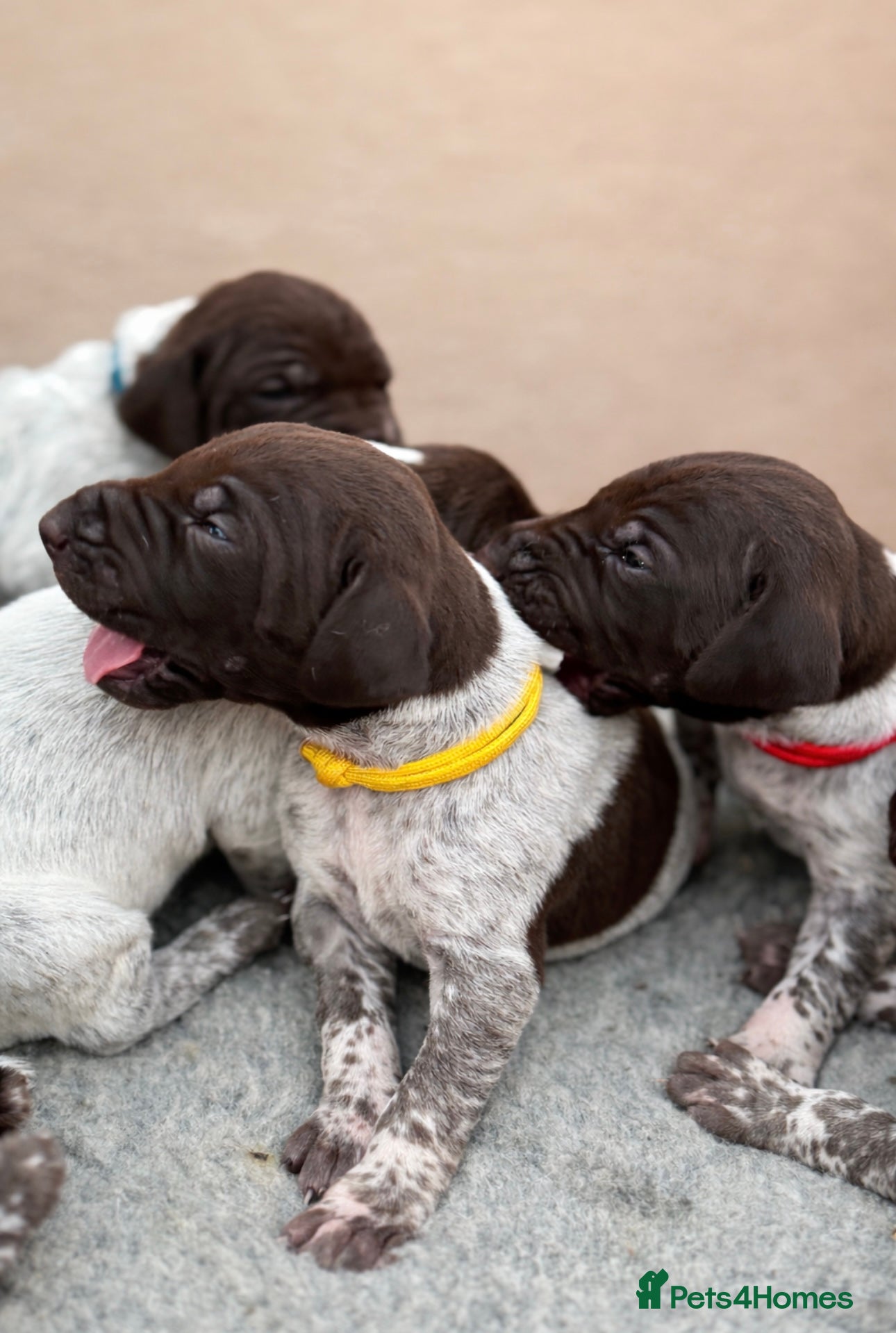 German Shorthaired Pointer dogs 🐾 2 x KC Registered German Shorthaired Pointers - Advert 1