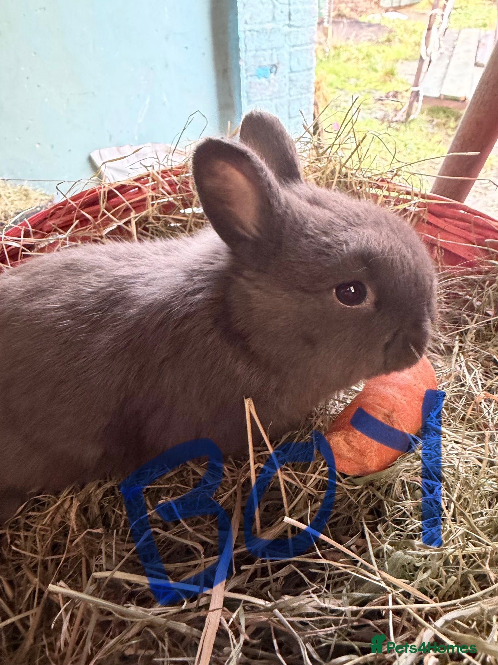 Mixed Breed rabbits 🐰 3X Plush Bunnies 🐰 1 Boy 2x Girls - Advert 17