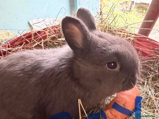 Mixed Breed rabbits 🐰 3X Plush Bunnies 🐰 1 Boy 2x Girls - Advert 17