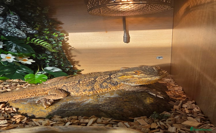 Bearded Dragon reptiles - Advert 11