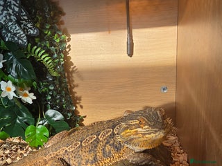 Bearded Dragon reptiles - Advert 5