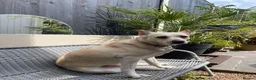Mixed Breed dogs for adoption: PANDORA – A Beautiful Soul for a Loving Home in Wisbech - Advert 13