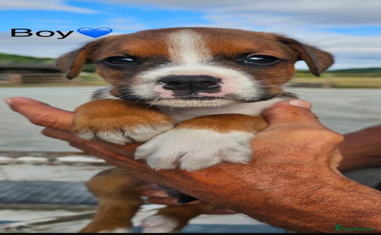 Mixed Breed dogs - Advert 14