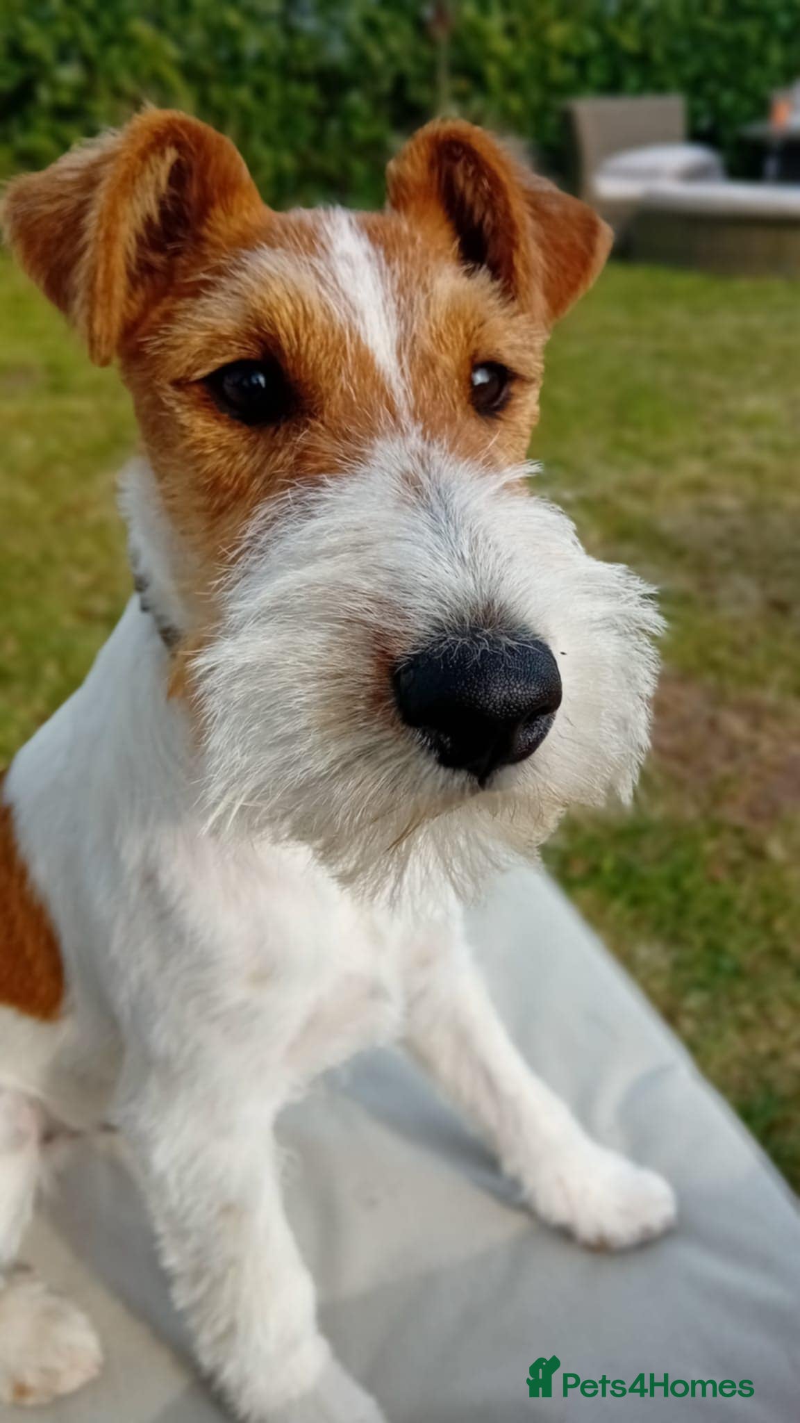 Fox Terrier dogs Stunning fox terrier puppies  - Advert 1
