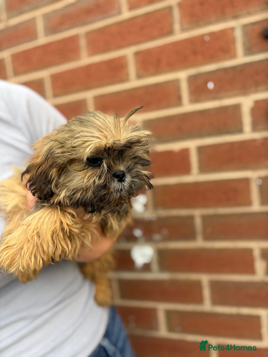 Shih Tzu dogs for sale: Fluffy little Shih tzu pups - Image 3