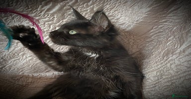 Maine Coon cats - Advert 2