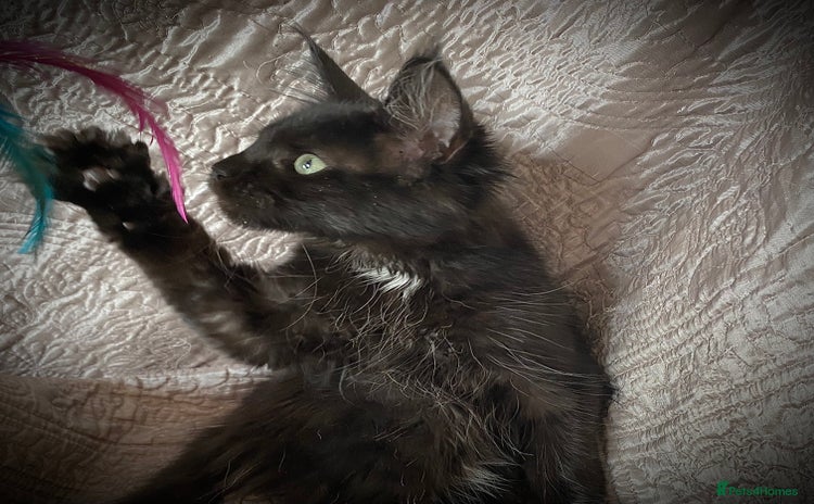 Maine Coon cats - Advert 6