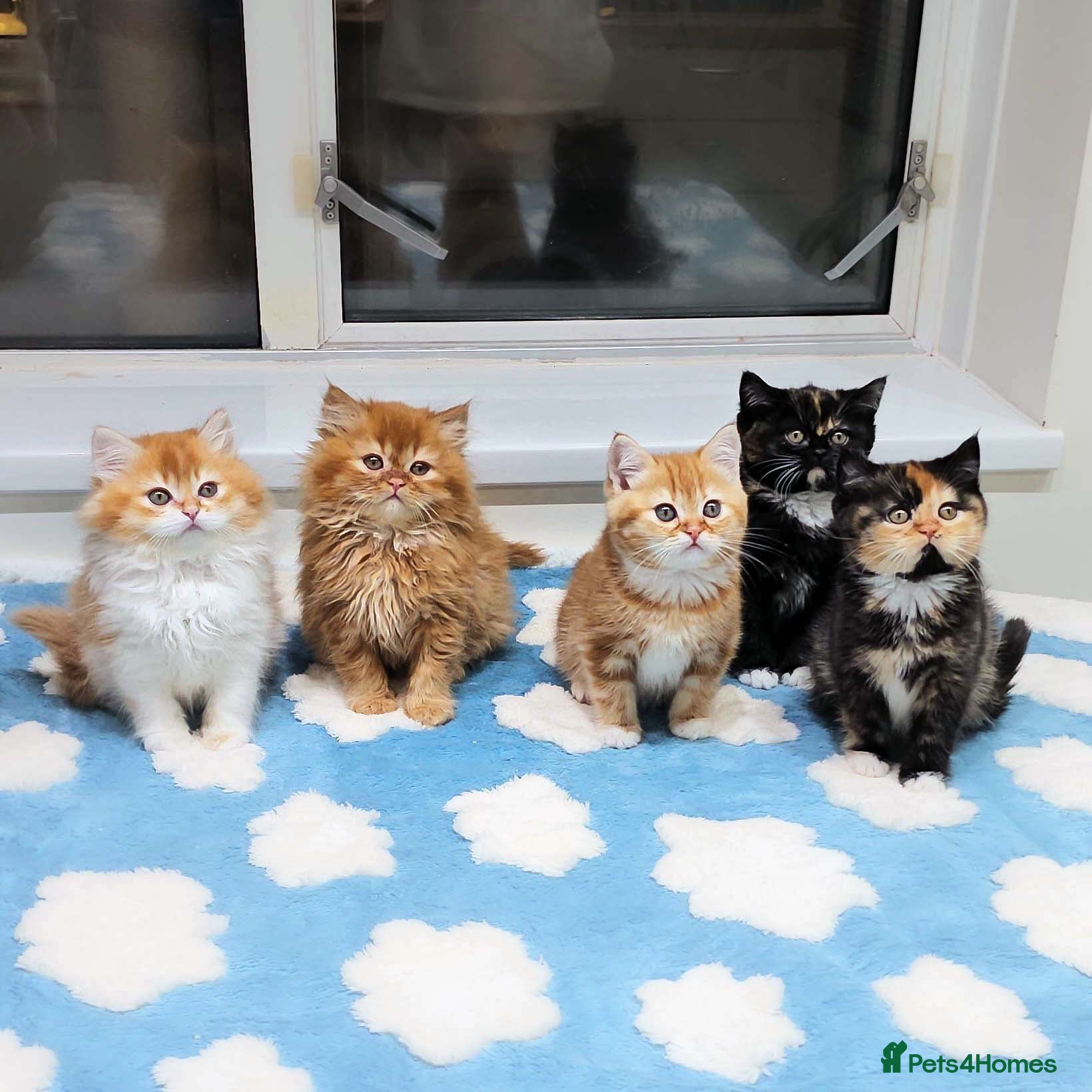 British Shorthair cats Lovely BSH/BLH Kittens Ready For New Home - Advert 16