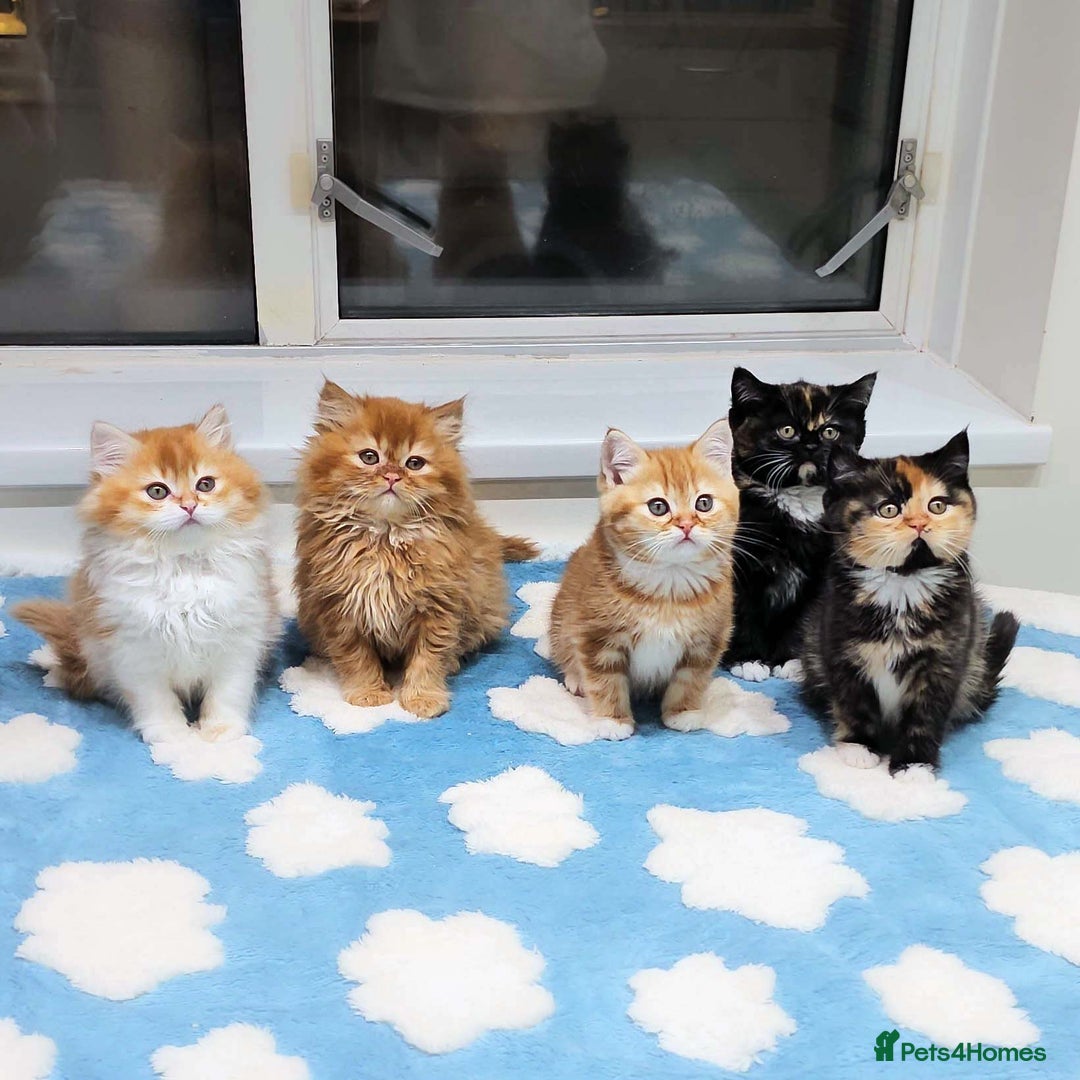 British Shorthair cats for sale: Lovely BSH/BLH Kittens Ready For New Home - Advert 1