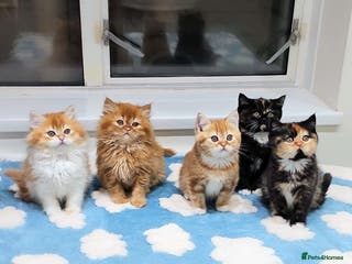 British Shorthair cats Lovely BSH/BLH Kittens Ready For New Home - Advert 14