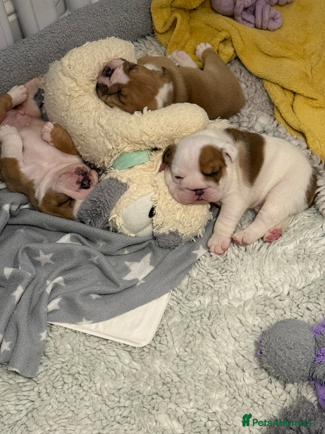 English Bulldog dogs for sale: Kc standards  quality bulldogs  - Advert 4