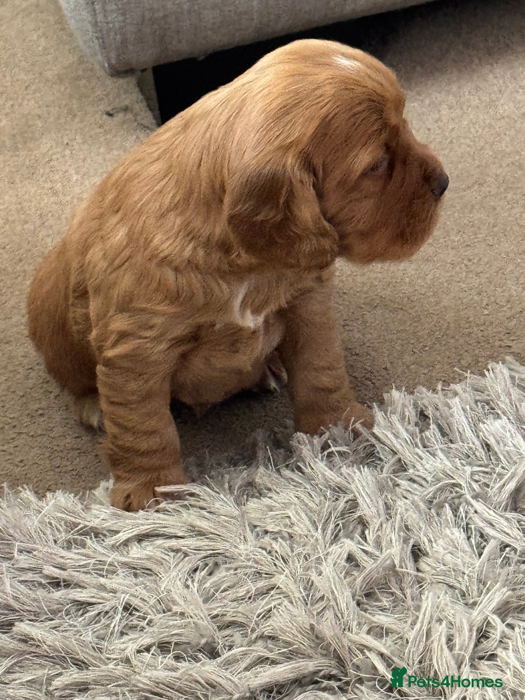 Cocker Spaniel dogs for sale: Show Type Cocker Spaniel Puppies – Girls Only - Advert 6