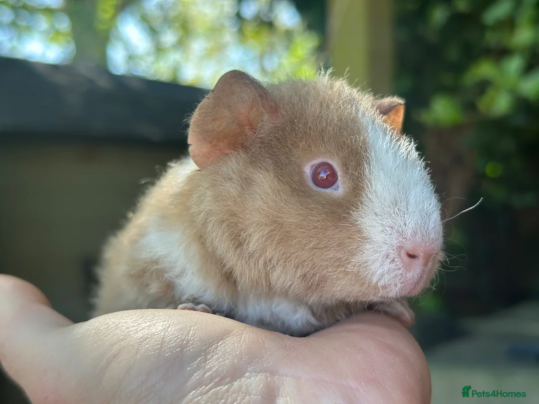 Guinea Pig rodents for sale: Lovely boys - Advert 3