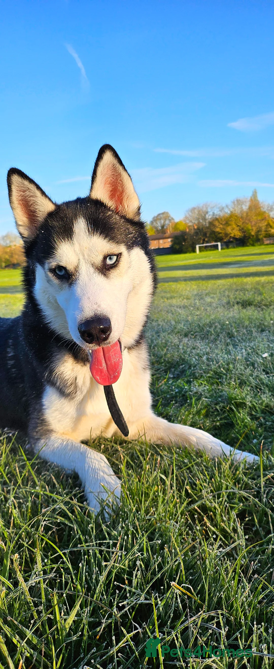 Siberian Husky dogs for sale: Girls  - Advert 1