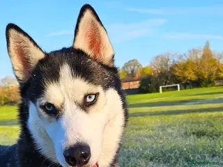 Siberian Husky dogs Girls - Advert 1