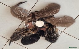 Bengal cats for sale: TICA Registered Bengal Kittens–Ready Nov 2025 🐾 - Image 2