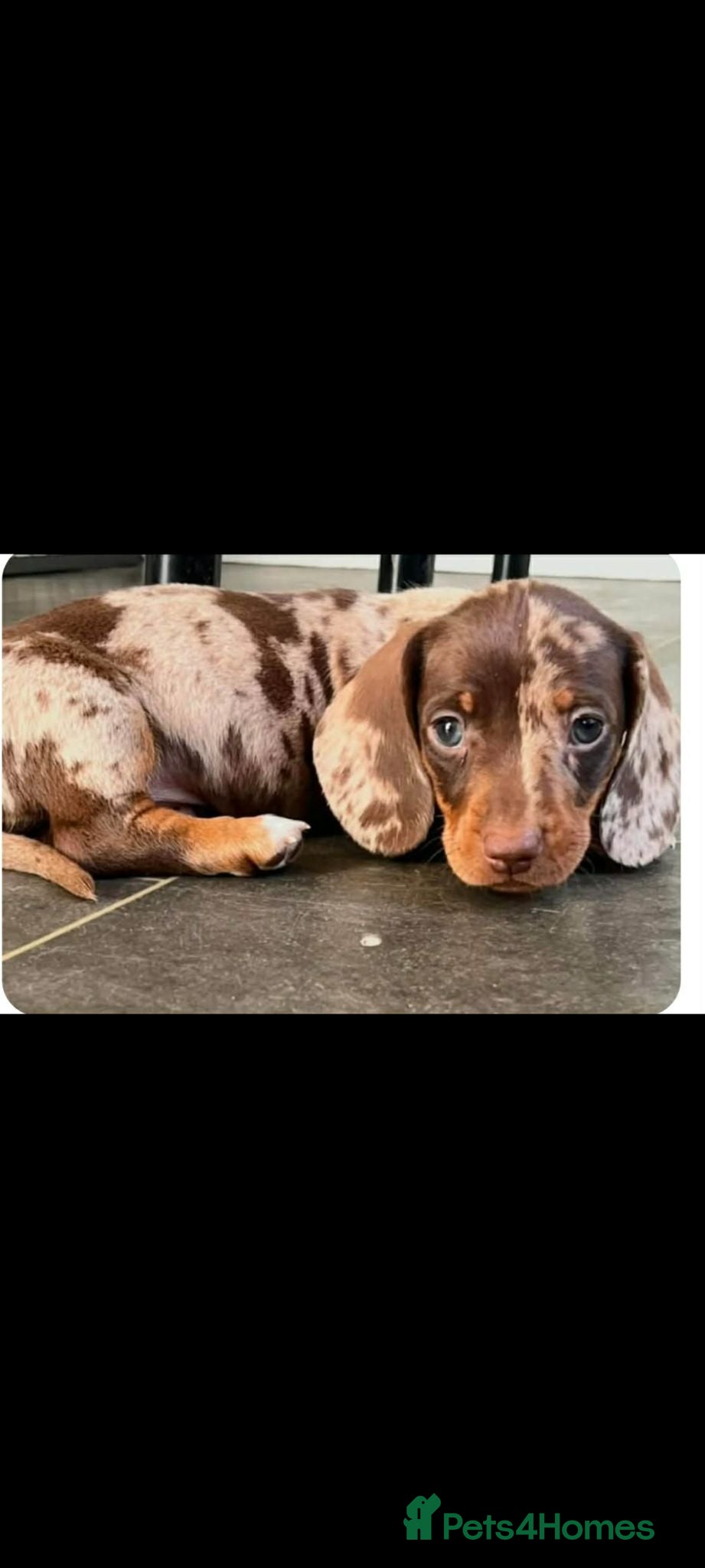 Dachshund dogs Miniature Dachshund puppy's for sale  - Advert 1