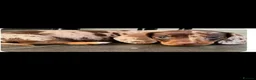 Dachshund dogs for sale: Miniature Dachshund puppy's for sale  - Advert 1