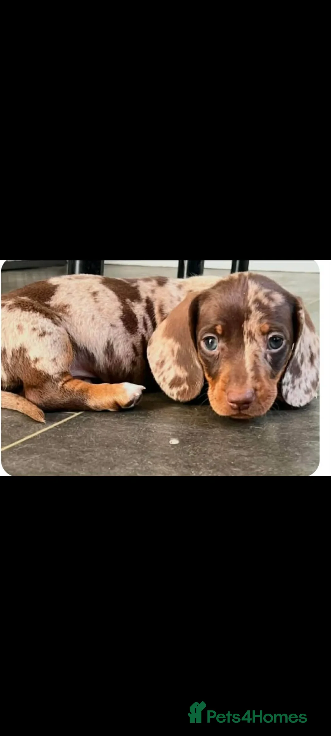 Dachshund dogs for sale: Miniature Dachshund puppy's for sale  - Advert 1
