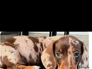 Dachshund dogs Miniature Dachshund puppy's for sale - Advert 1
