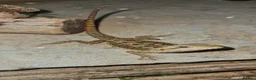 Bearded Dragon reptiles for sale: Only 5 left! Red X sun burst babies  - Advert 8